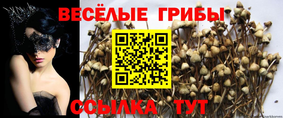 Псилоцибиновые грибы мицелий Ейск